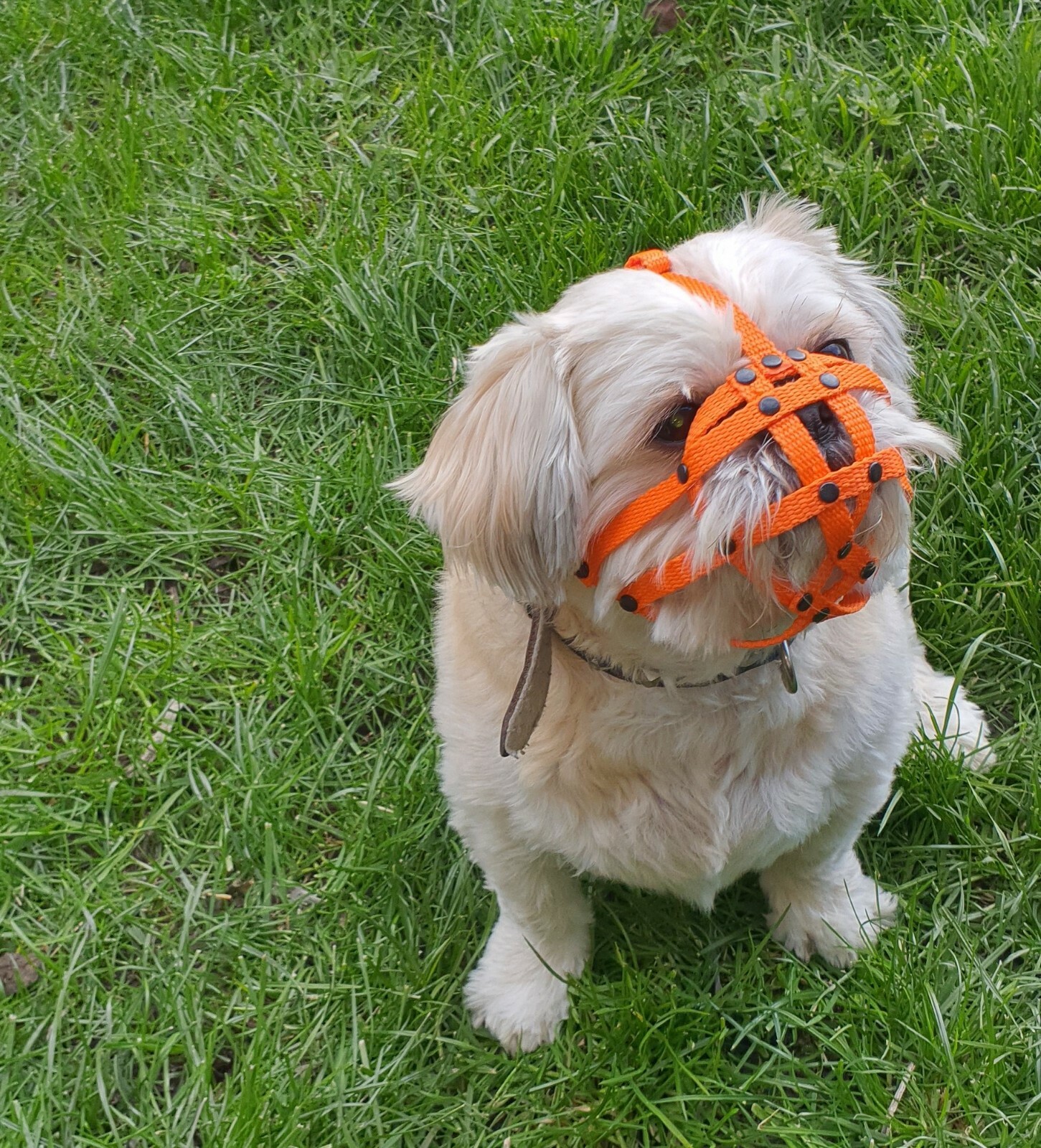 Dog Muzzle for Shih Tzu , Pug and other flat face faced short snout dog’s