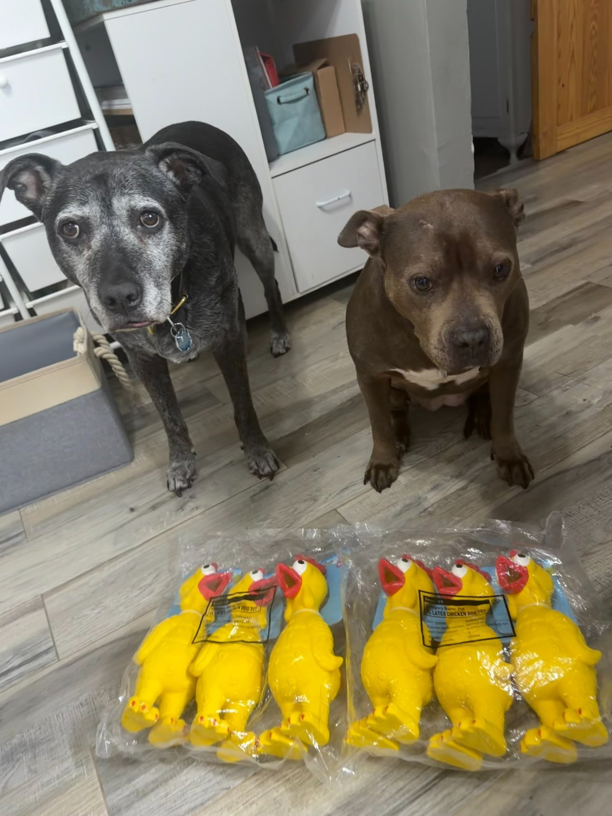 6 Pack – Vibrant Life Playful Buddy Toy For Dogs – Squeaky Chicken Pet Toy 9″