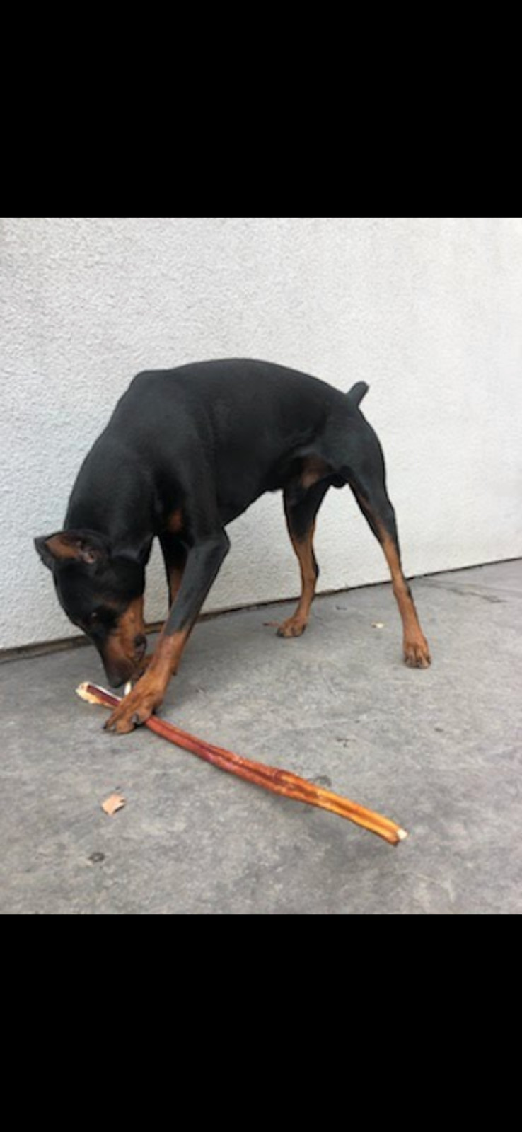 12″ Black Angus JUMBO THICK BULLY STICKS natural dog chews treats Dog Bone