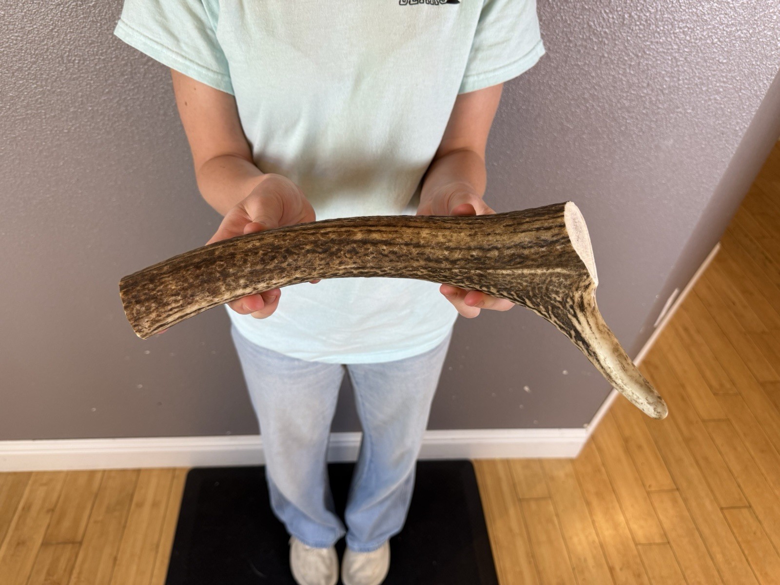 1 Huge JUMBO Whole Elk ANTLER Dog Chew SALE SELECT MASSIVE! COLOSSAL BIG 13”