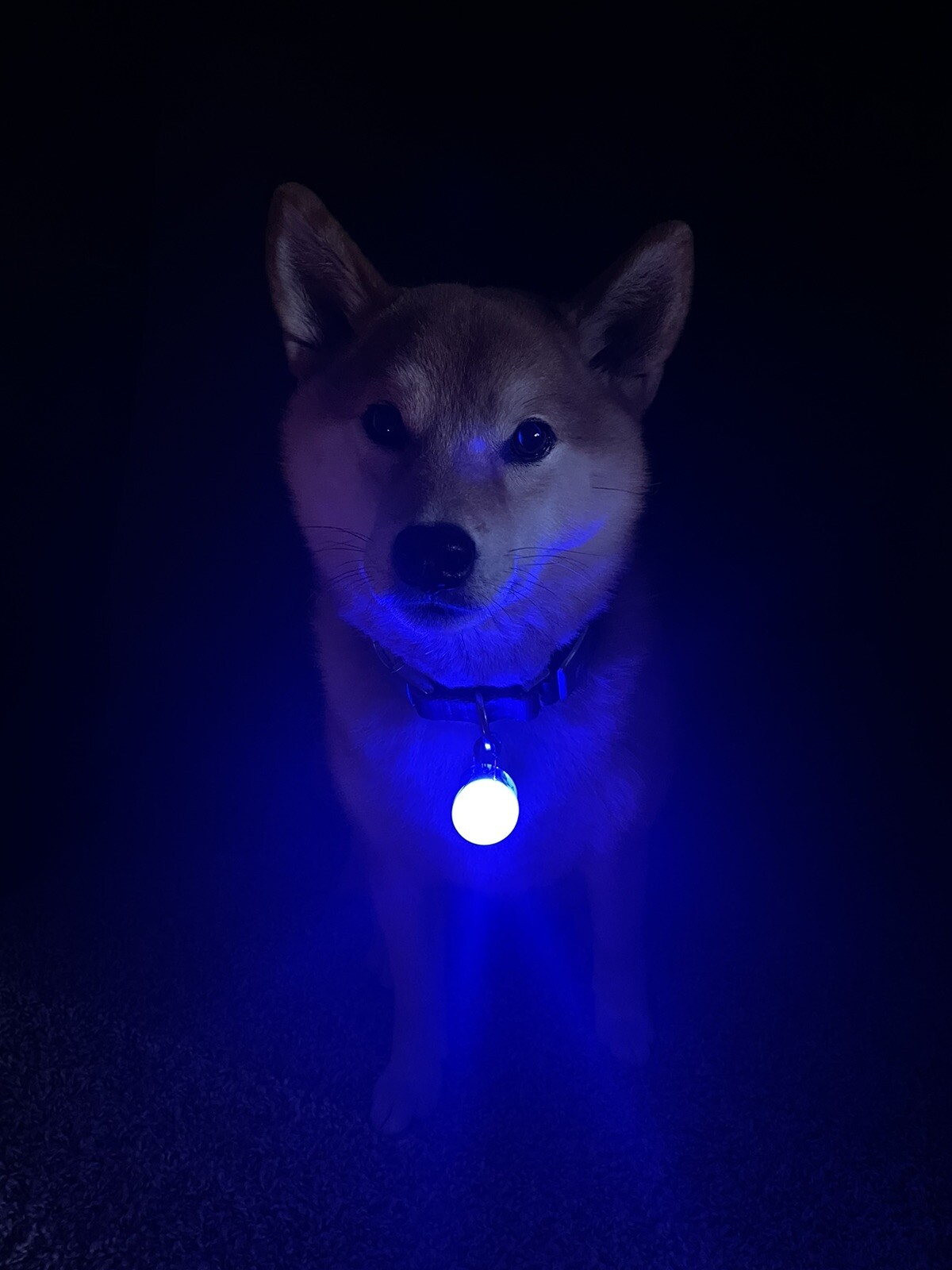 Rechargeable Lights LED Dog Collar Clip on Light USA Vet Owned