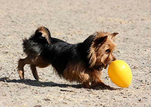 Jolly Pets Jolly Egg Dog Toy, 8 Inches/Medium, Yellow