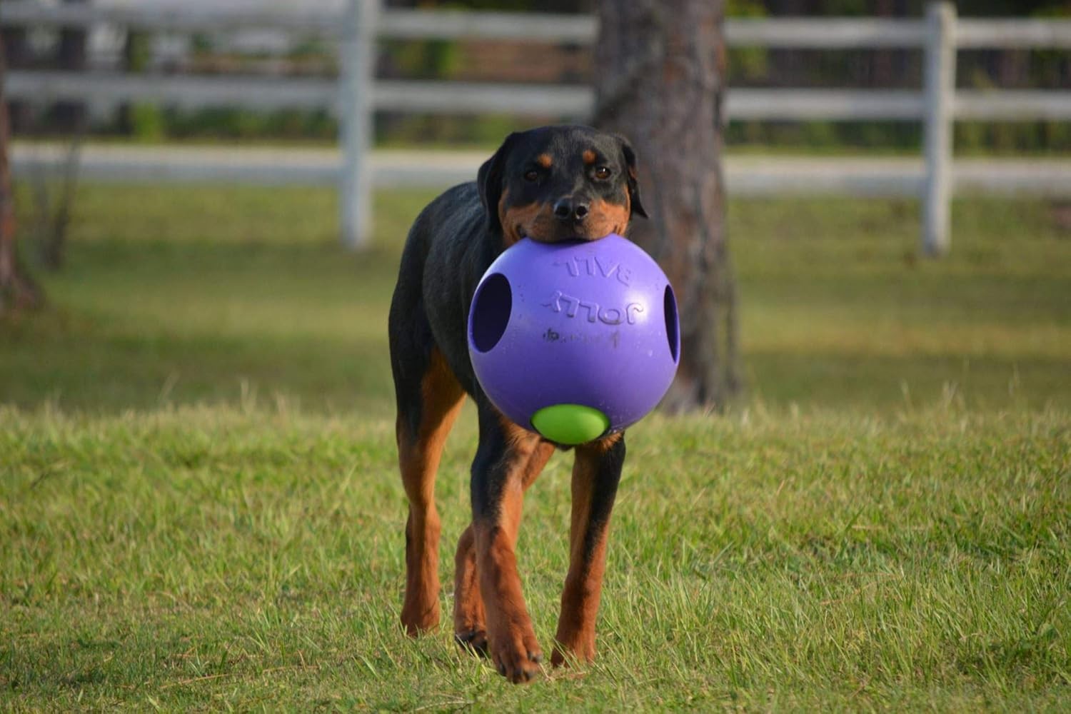 Jolly Pets Teaser Ball Extra-Large Purple Hard Durable Plastic 10-inch Dog Toy