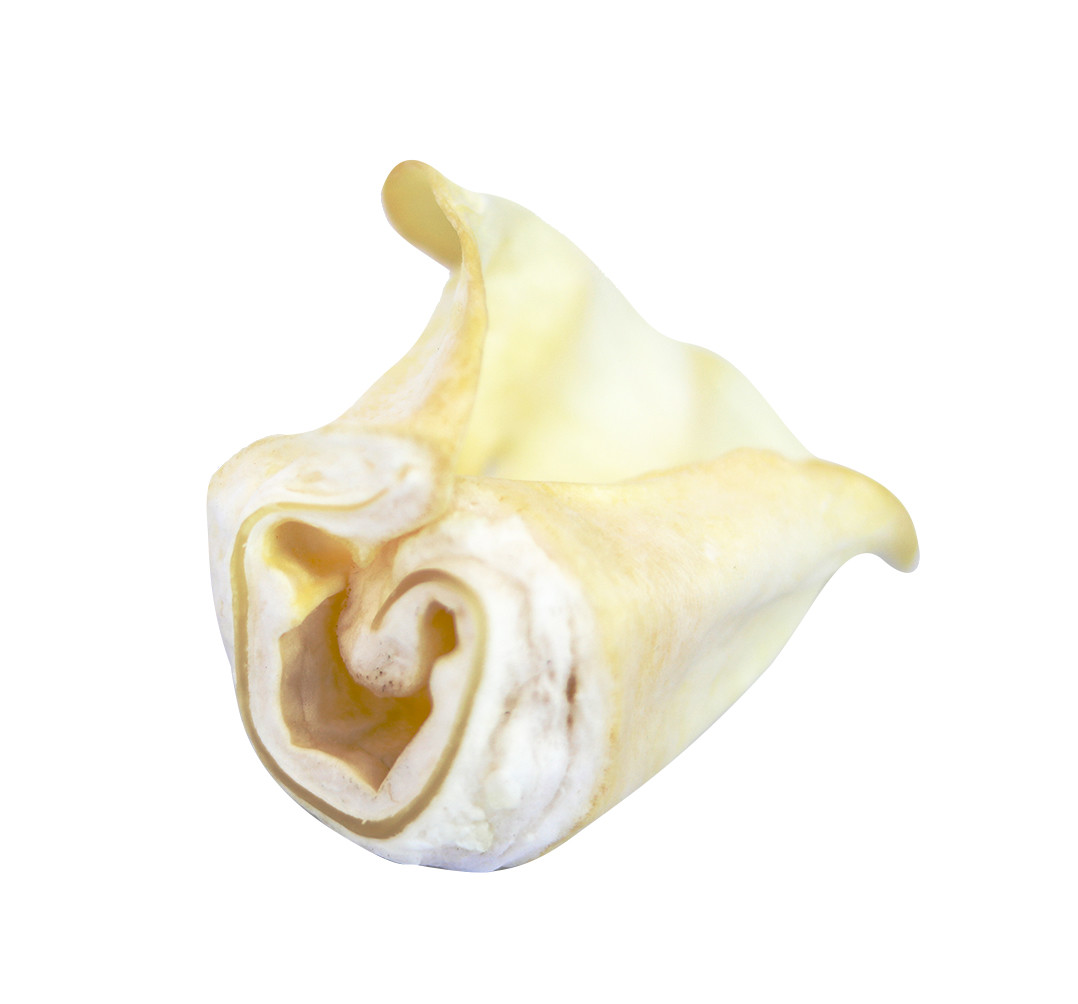 ALL NATURAL Beef Cow Ears-DOG Treats 25CT Natural Flavor-FDA & USDA APPROVED