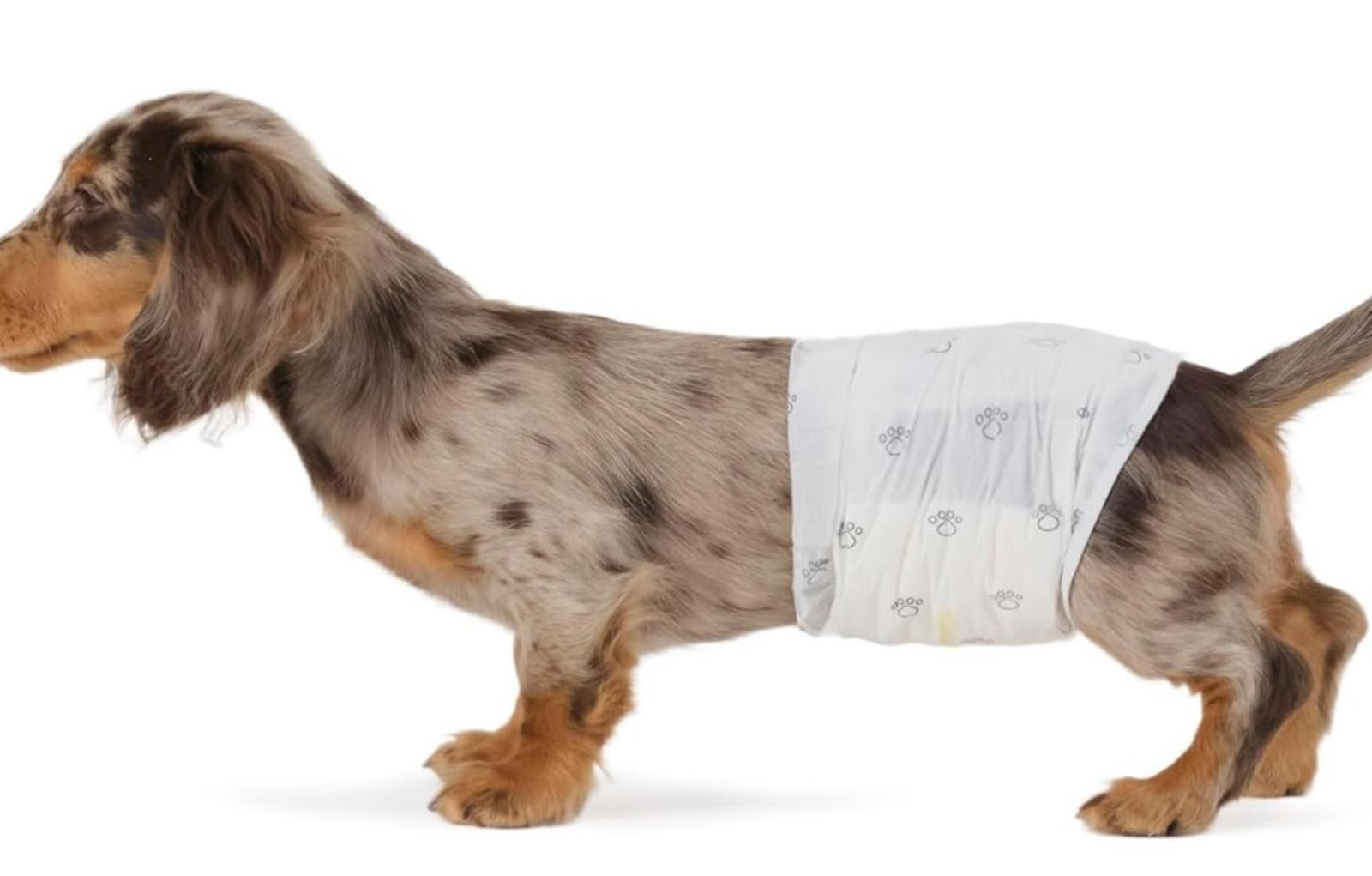 Male Dog Wraps, Disposable – Xtra -Small Pack of 30 count