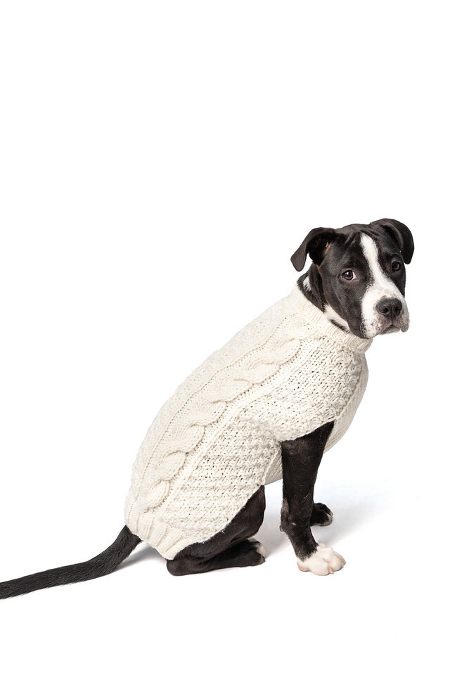 Natural Cable Knit Dog Sweater Chilly Dog Hand Knit Wool XXS-XXXL Puppy Pet NWT