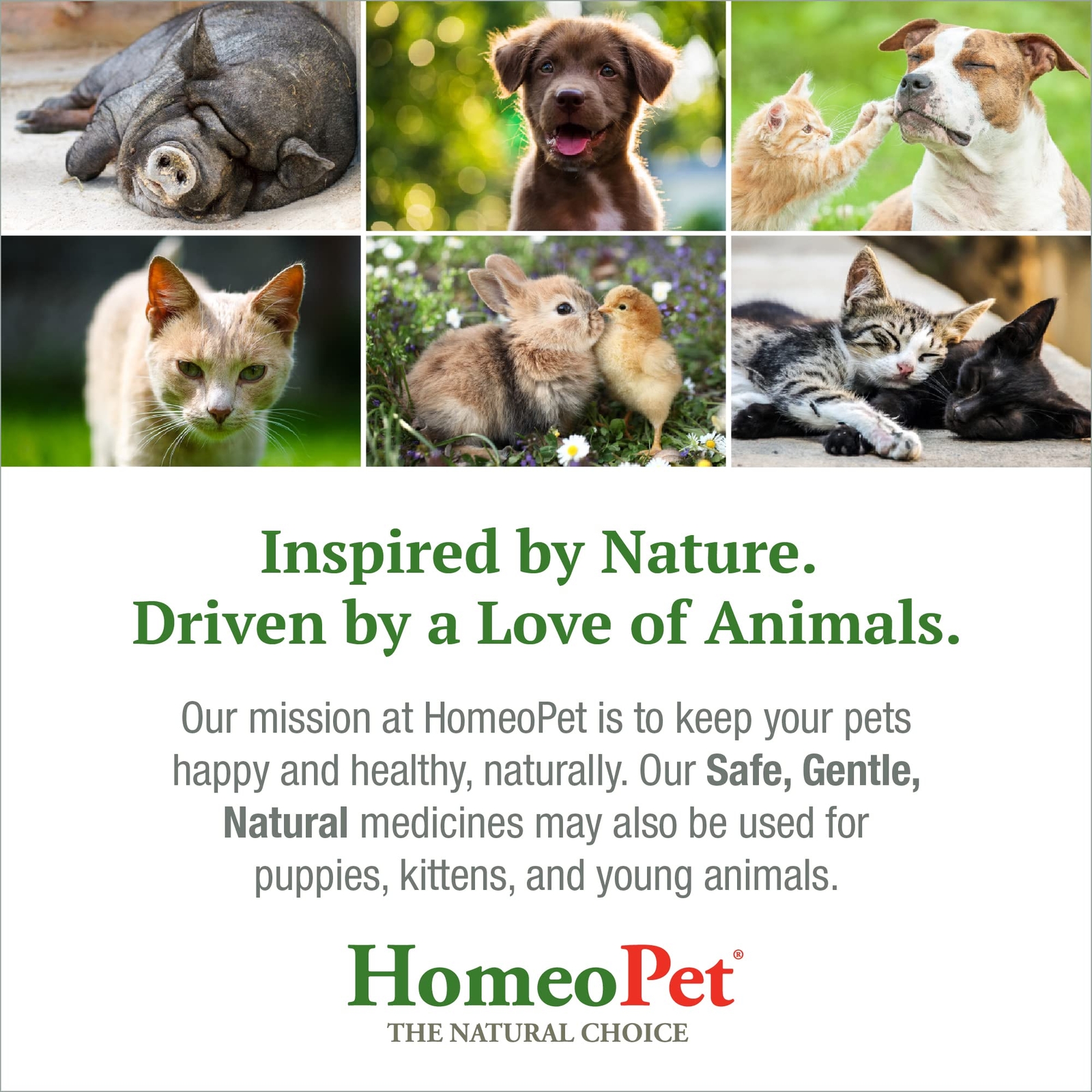 HomeoPet Feline Purr Dental Natural Cat Teeth Cleaner 15mL Safe Oral Care