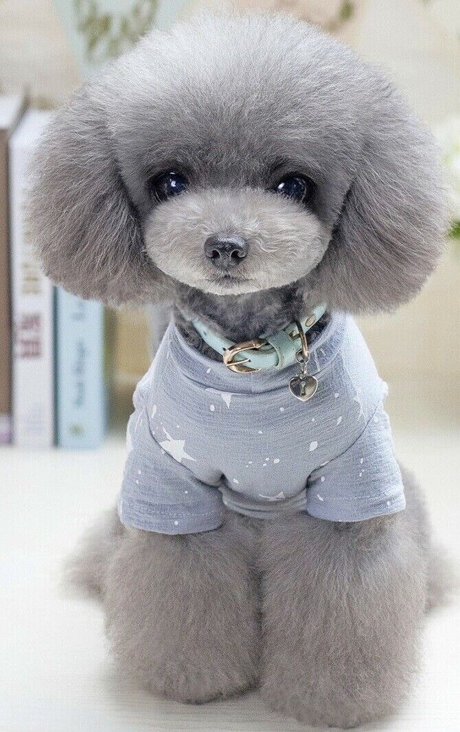Dog Shirt Tee, Gray, For Small Dogs Star Pattern S, M, L, XL
