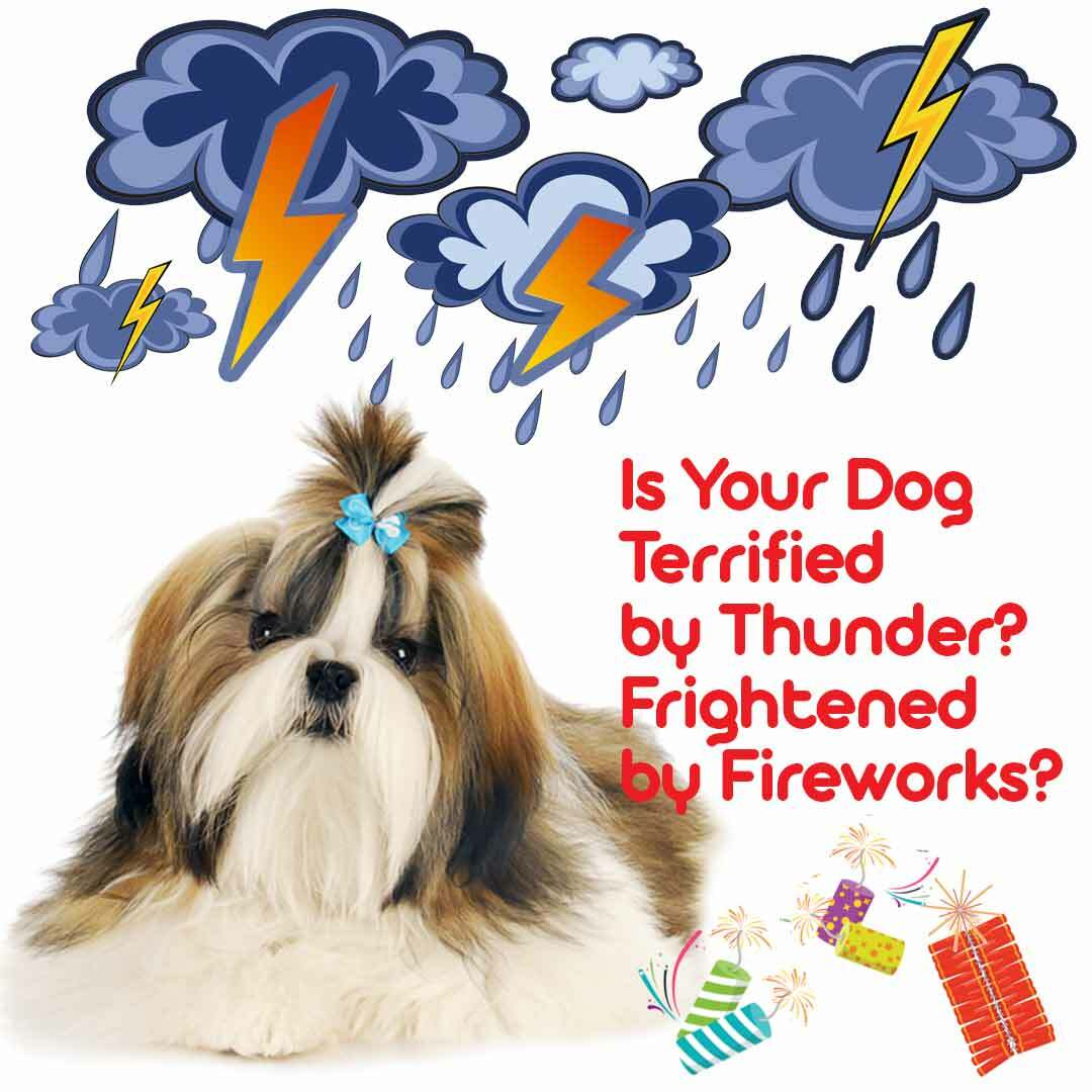 Shih Tzu Relax Dog Aromatherapy | Calms Your Anxious, Scared Shih Tzu Naturally