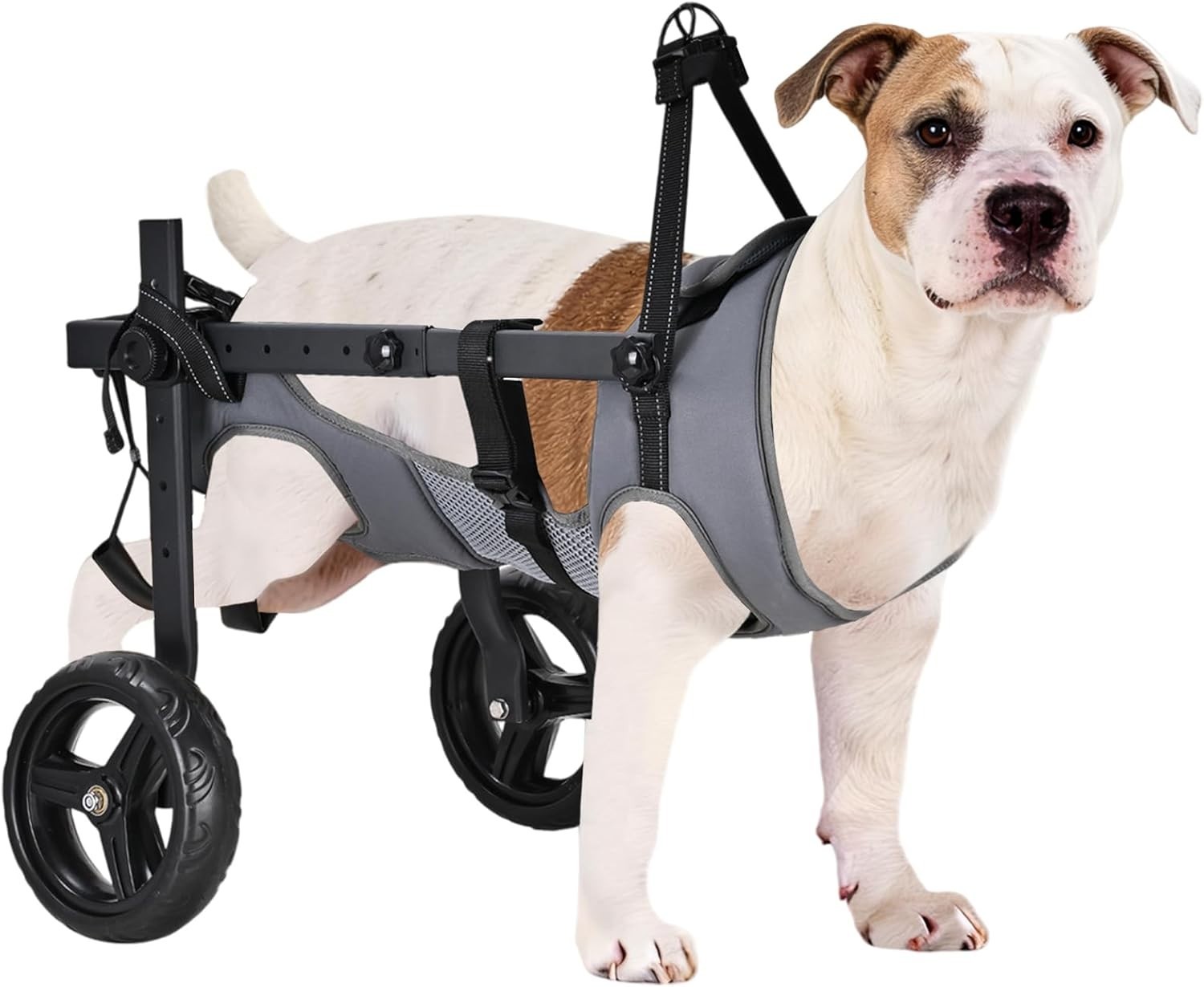 Size M/L – Dog Wheelchair for Back Legs, Adjustable Height/Length/Width