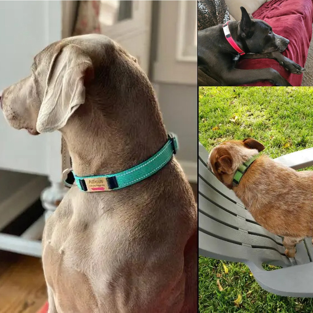 Personalized Nylon Reflective Dog Collar Engraved Custom ID Tag Name/Number