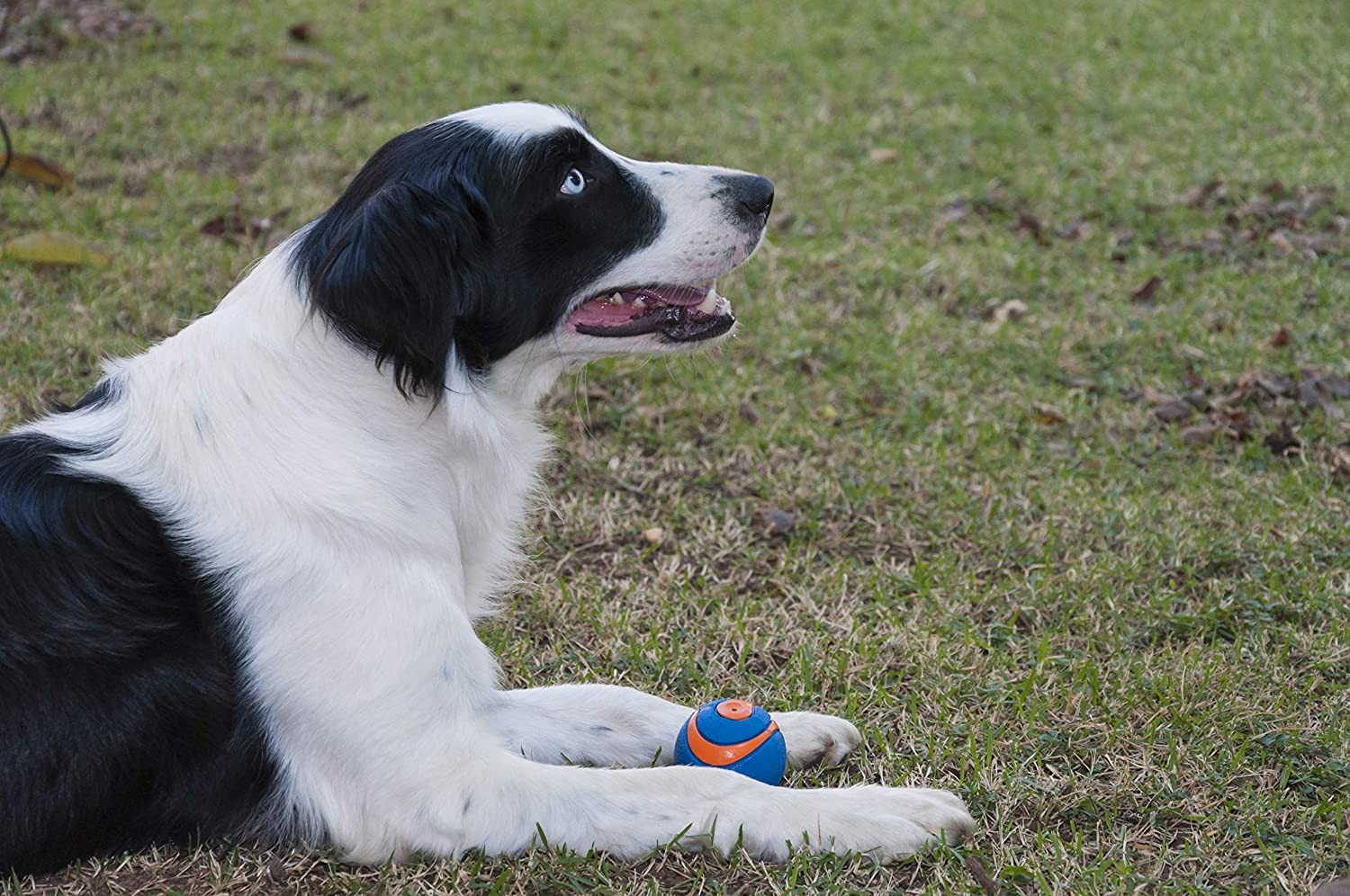 Chuckit! Ultra Squeaker Ball Durable High Bounce Dog Toy Medium 2 Pack – 3 Pack