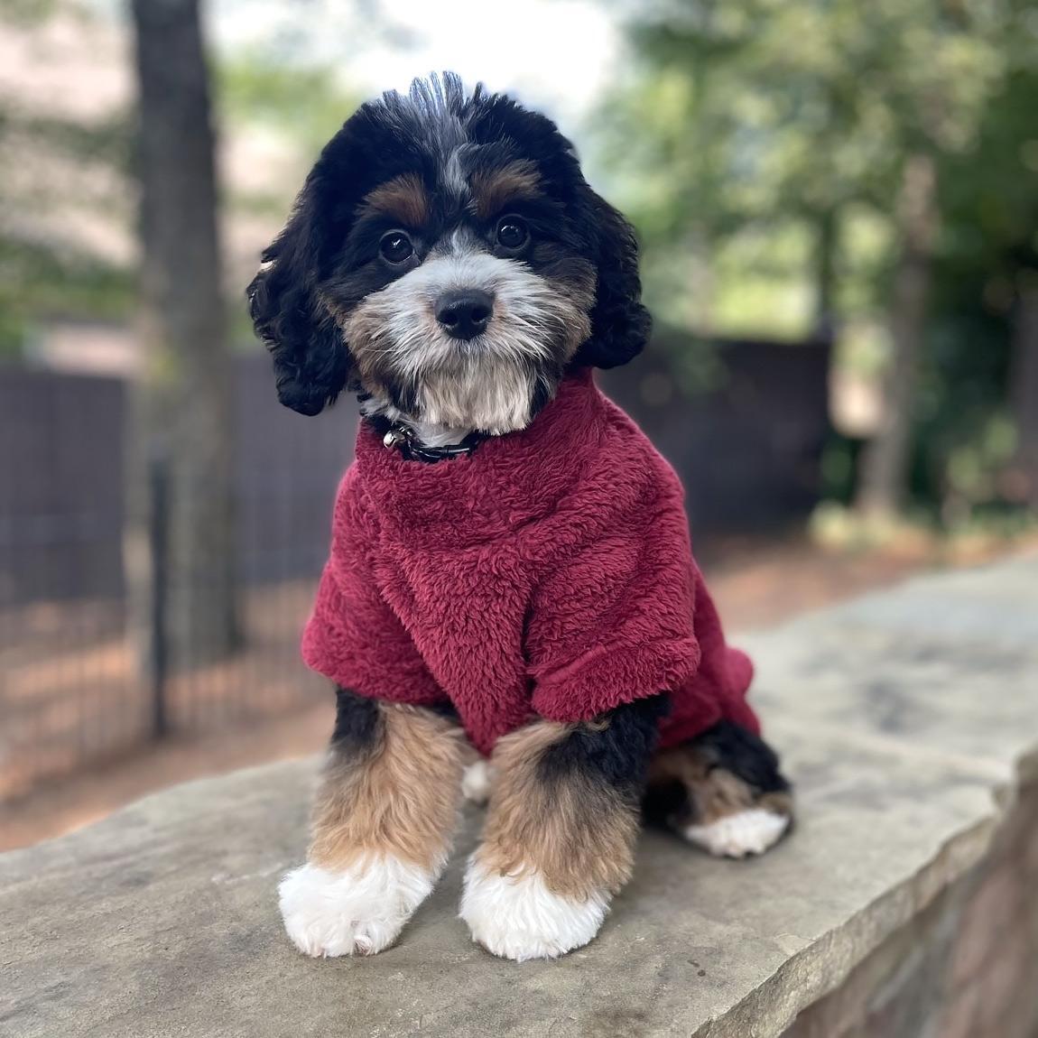 Dog Plush Pullover Jacket/Sweater- Burgundy Sizes XS – 4XL