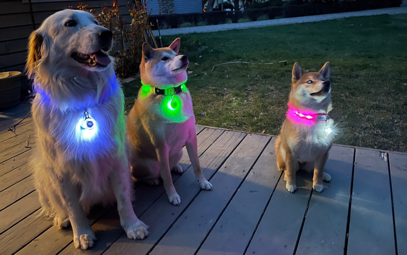Rechargeable Lights LED Dog Collar Clip on Light USA Vet Owned