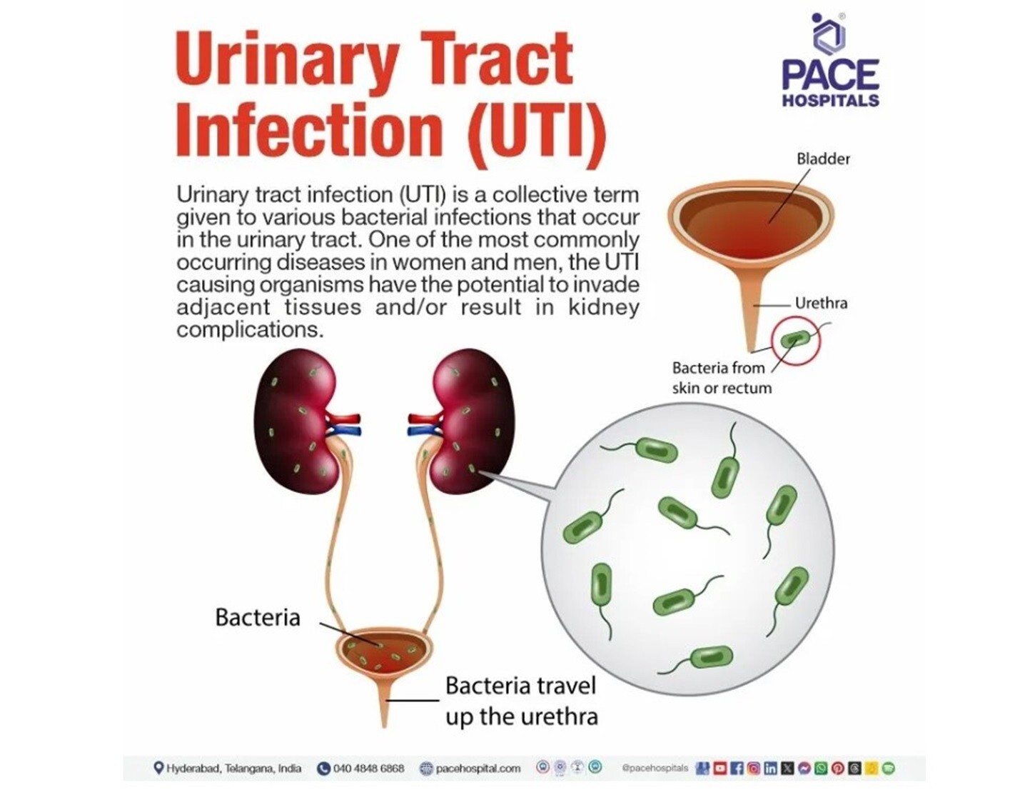 HEALTHIEST HERBS FOR URINARY TRACT INFECTION WOMEN MEN – 120 CAP – MADE IN USA