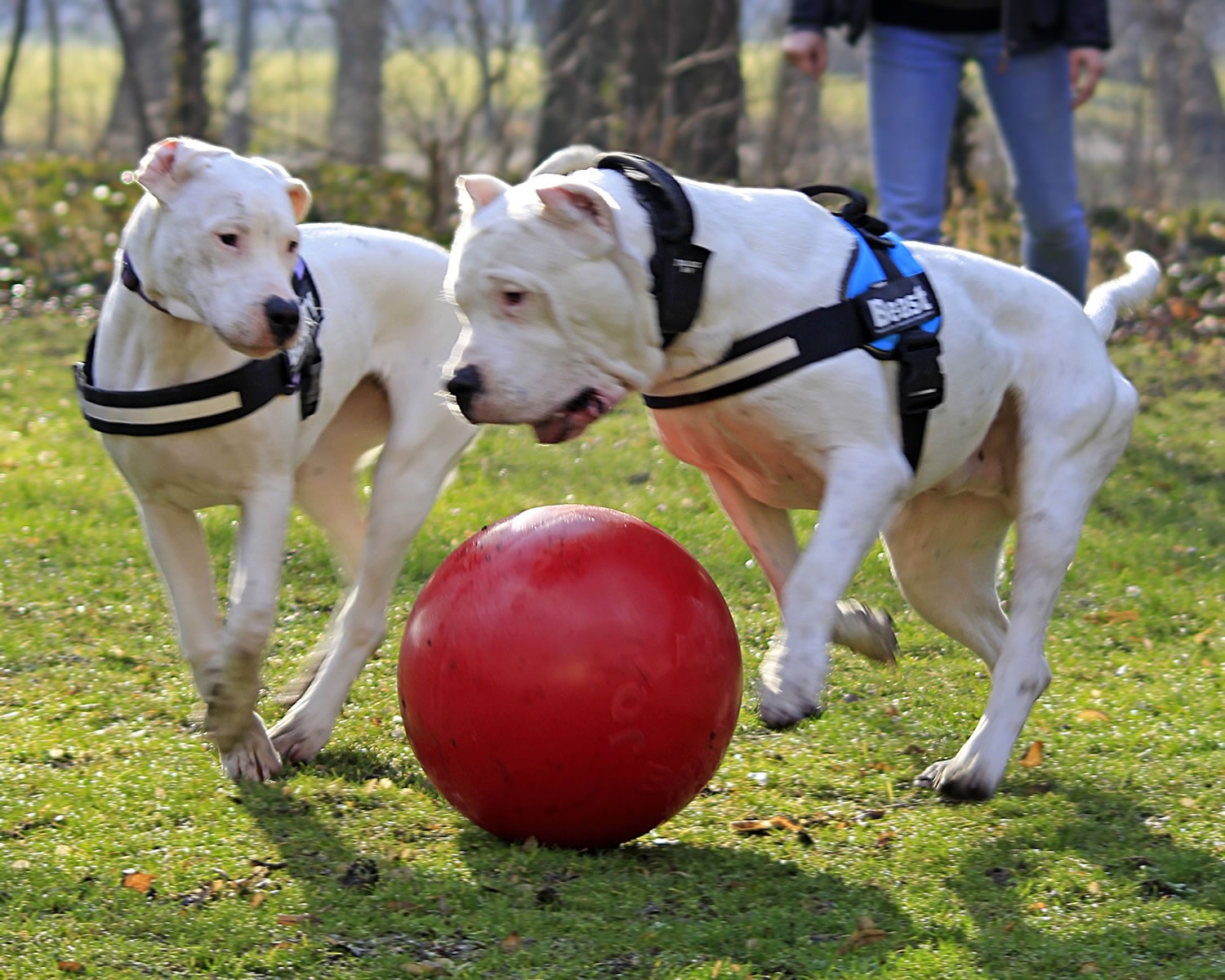 Jolly Pets Push-N-Play Ball Red 10 inch Hard Plastic Chew Toy for Dogs