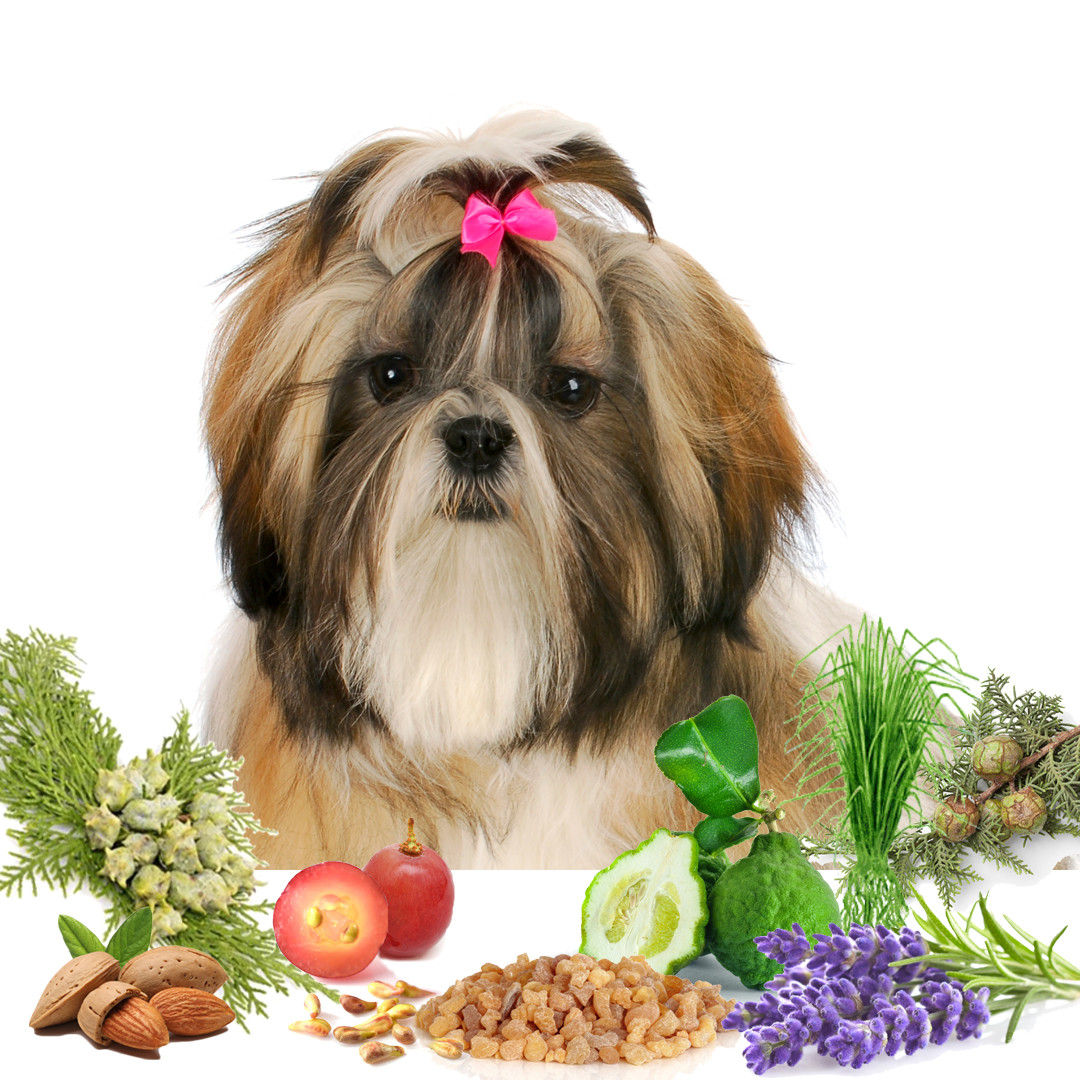Shih Tzu Relax Dog Aromatherapy | Calms Your Anxious, Scared Shih Tzu Naturally