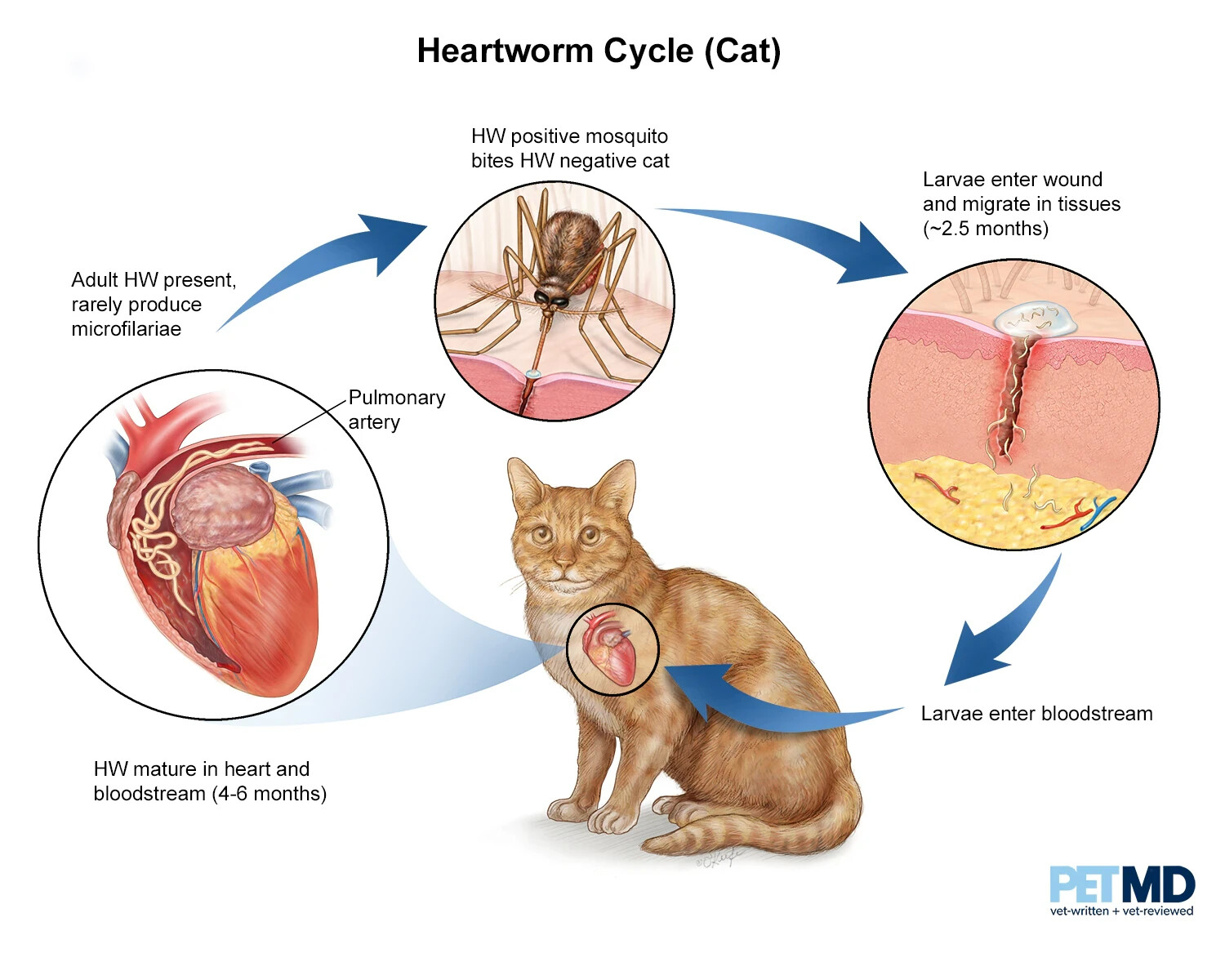 EL GUSANO DEL CORAZON DE LOS PERROS GATOS – FILARIOSIS – TRATAR Y PREVENIR USA
