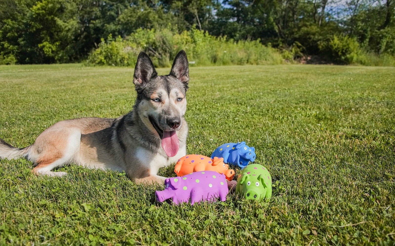 Vibrant Life Pig Dog Toy: Pigglesworth, Latex, Playful Buddy,Chew 1,Color Varies