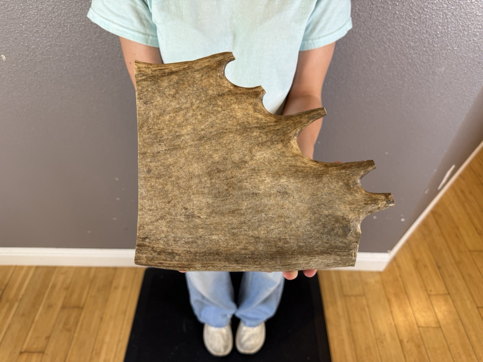 1 Huge JUMBO Whole MOOSE ANTLER Dog Chew SALE SELECT MASSIVE! COLOSSAL BIG 10”