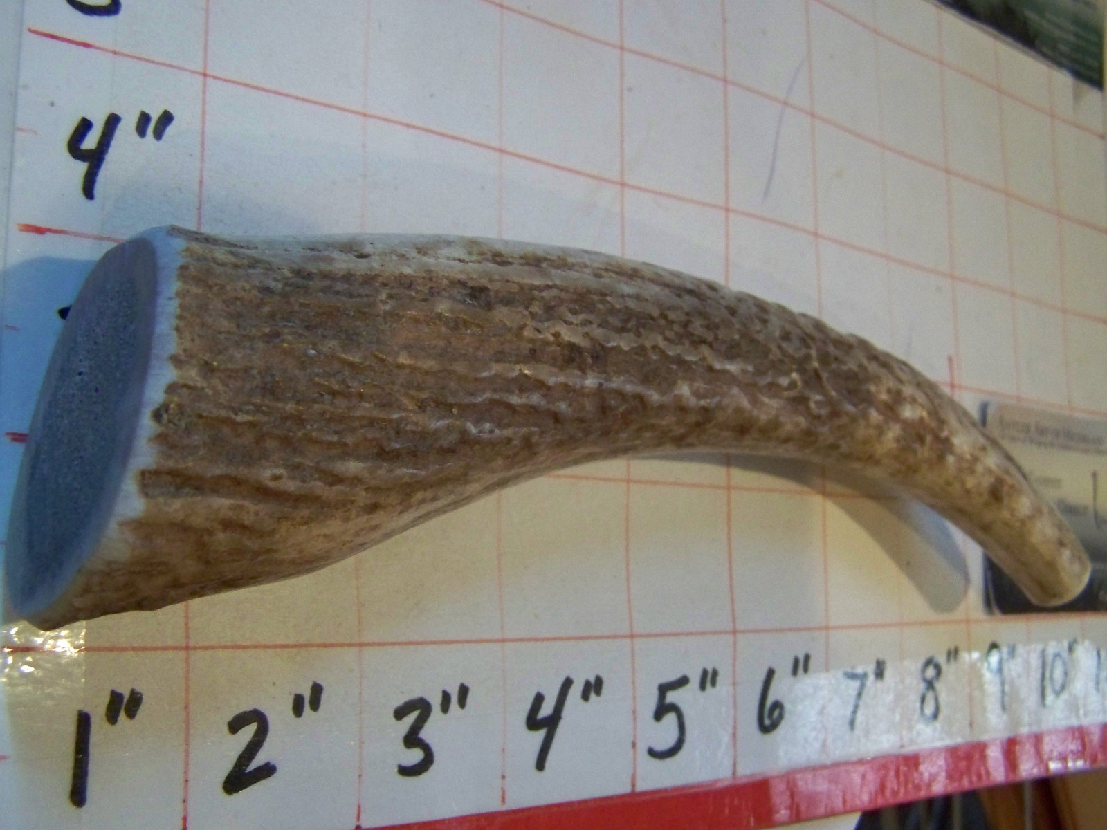 LARGE Elk Antler Dog Chew Medium Hard LABS RETRIEVERS CHOW HOUND GSD