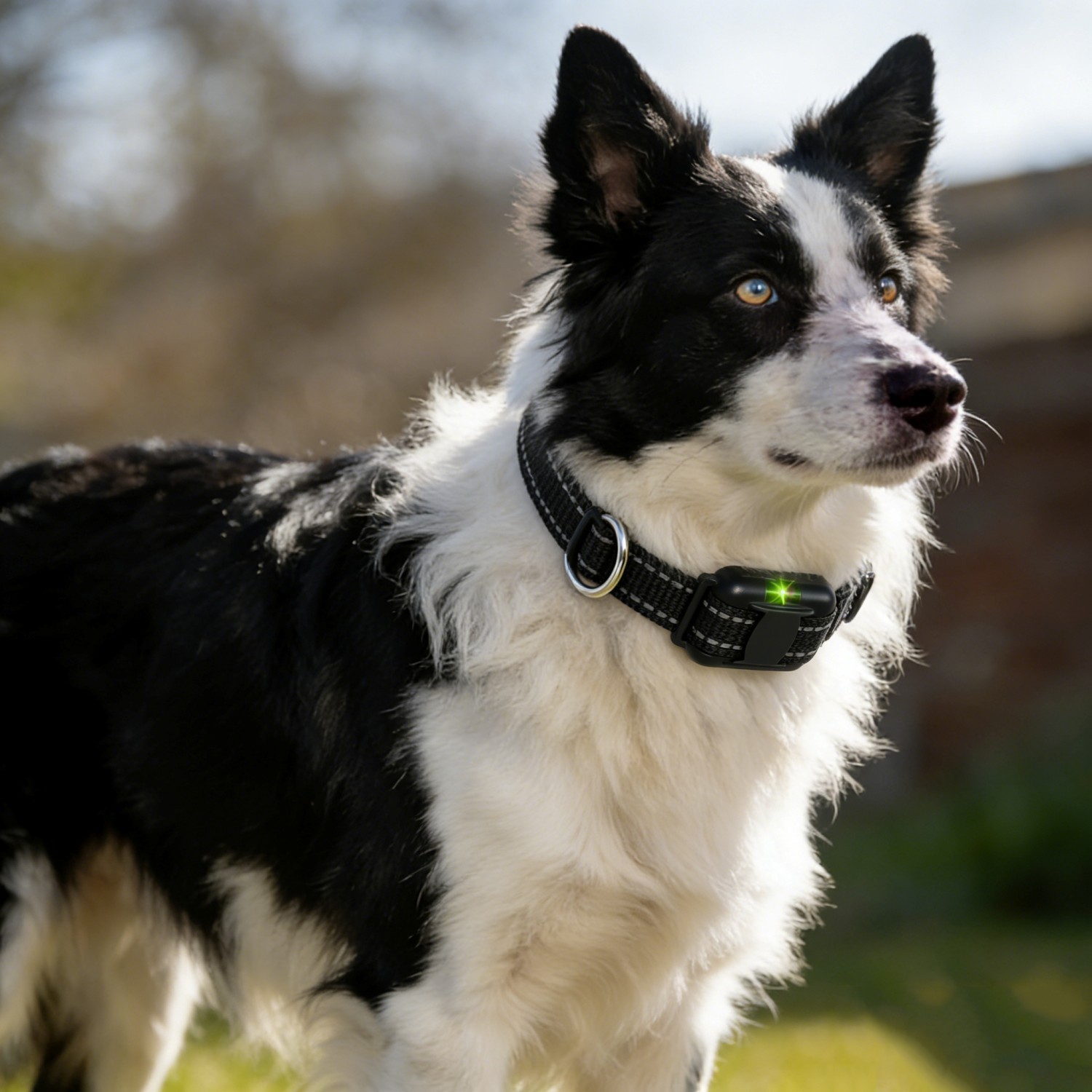 3300 FT PET Dog Training Collar Rechargeable Remote Shock Pet Waterproof Trainer
