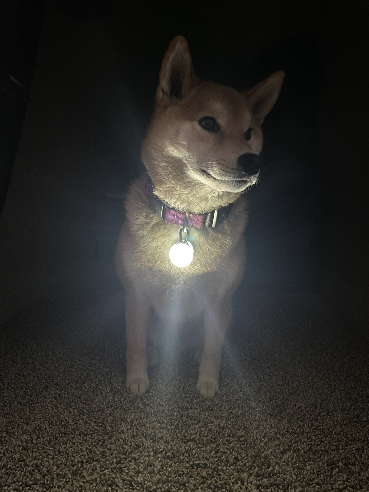 Rechargeable Lights LED Dog Collar Clip on Light USA Vet Owned