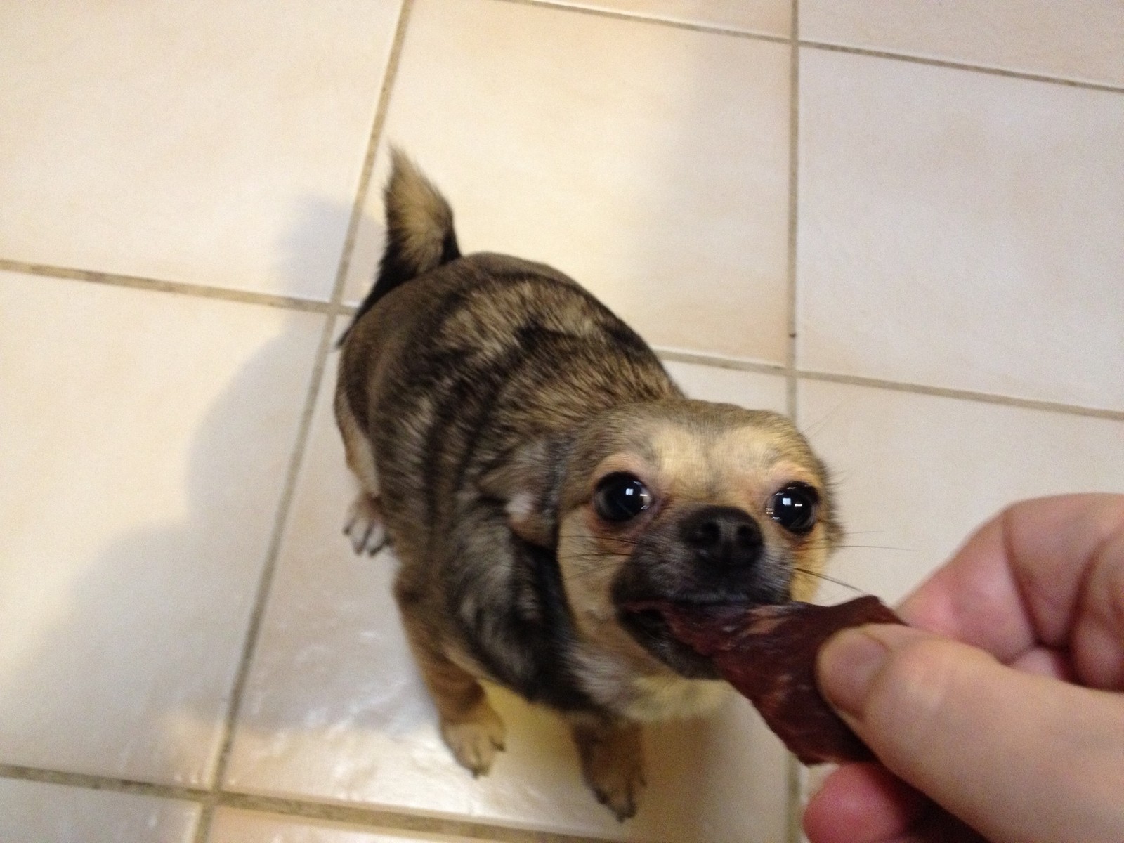 Natural Beef Jerky Dog Treats – 100% Beef, Made In USA, No Chemicals Or Fillers!