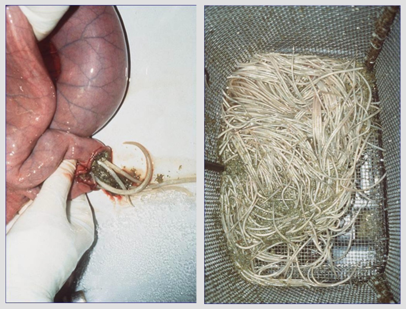 HORSES & PEOPLE Dewormer Tapeworm roundworms hookworm MADE IN USA