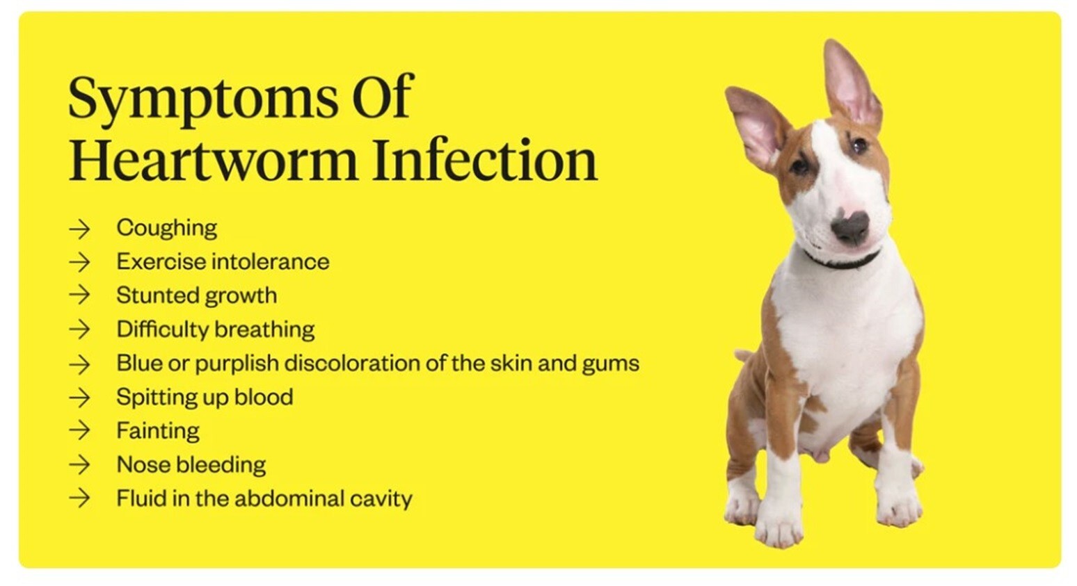 EL GUSANO DEL CORAZON DE LOS PERROS GATOS – FILARIOSIS – TRATAR Y PREVENIR USA