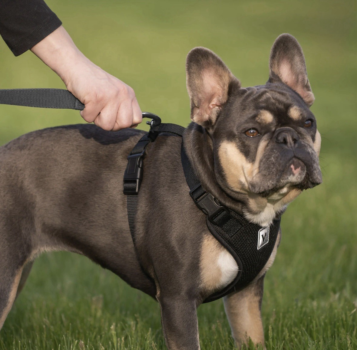Vibrant Life Mesh Adjustable, Reflective Dog Harness, Black, Medium Paw NWOT