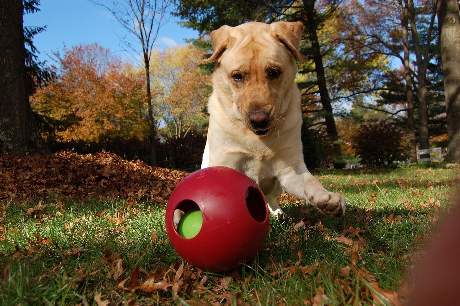 Jolly Pets Teaser Ball 8 inch Red Hard Plastic plus Squeaker Toy for Dogs