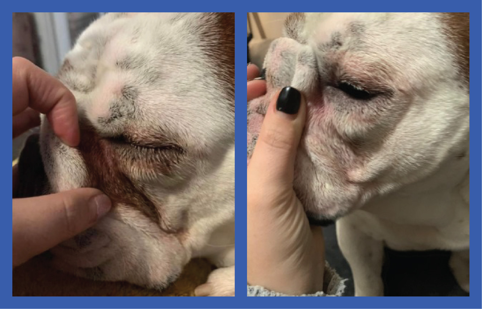 2 Pack of Squishface Wrinkle Paste for Dog Wrinkles, Tear Stains & Tail Pockets