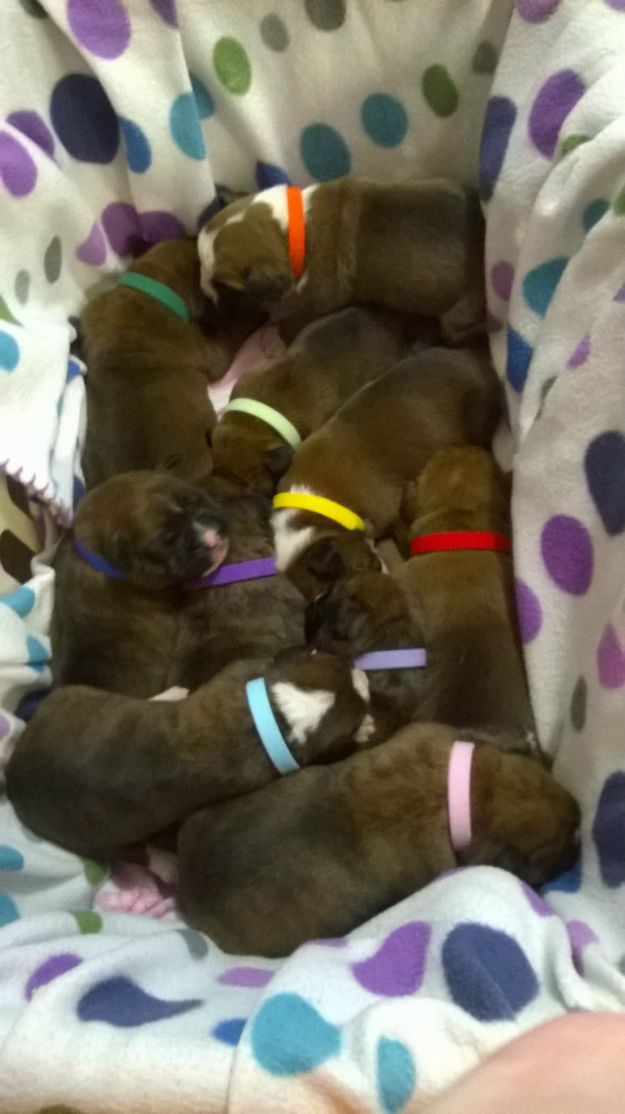 CollarSafe (12) 3/8″ Puppy ID Litter Bands Collars handmade w/ USA VELCRO® Brand