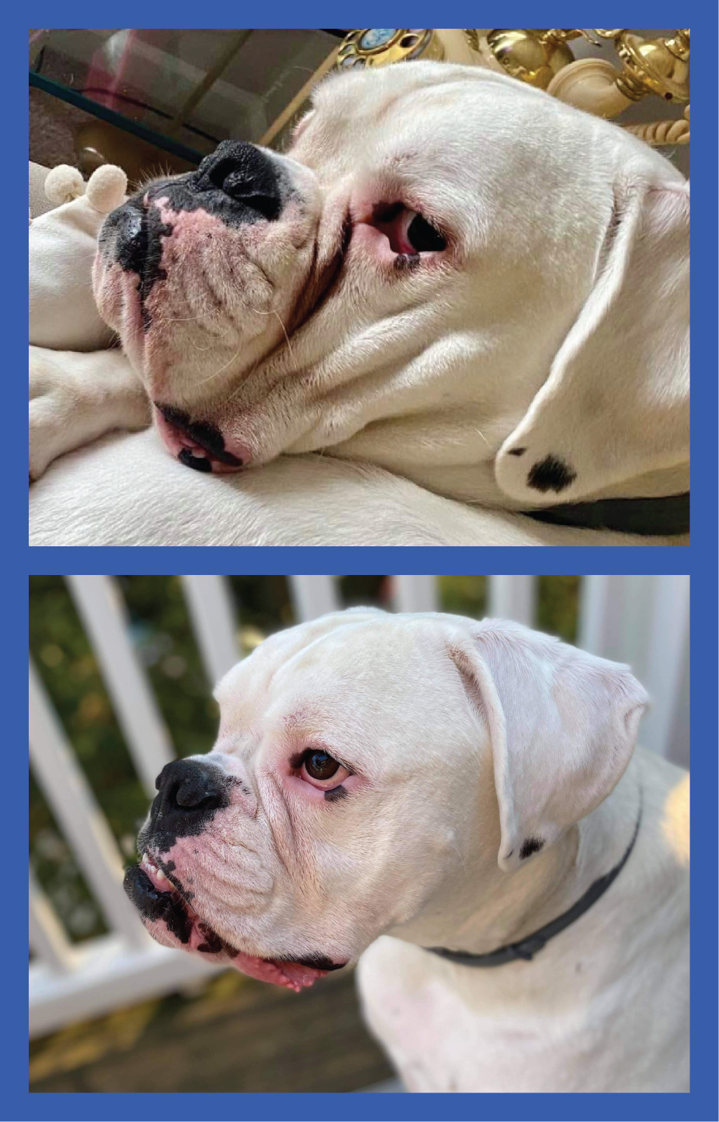 2 Pack of Squishface Wrinkle Paste for Dog Wrinkles, Tear Stains & Tail Pockets