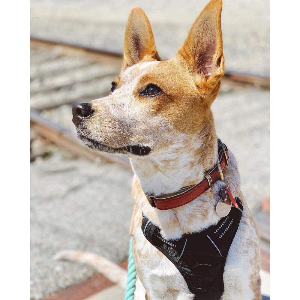 rabbitgoo Dog Harness with 2 Leash Clips No-Pull Reflective Vest for Large Dogs
