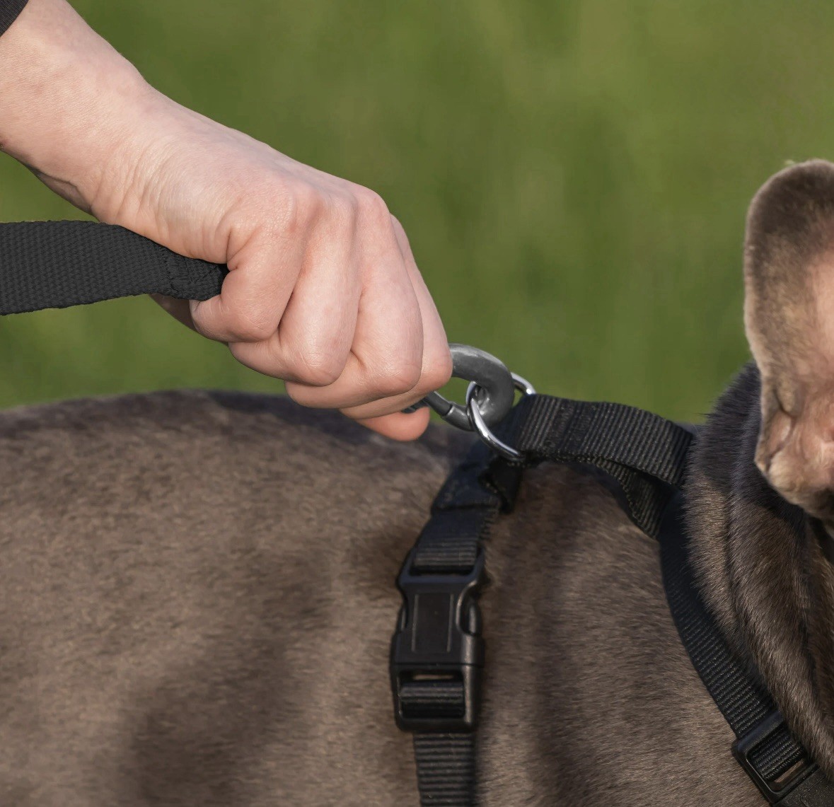 Vibrant Life Mesh Adjustable, Reflective Dog Harness, Black, Medium Paw NWOT