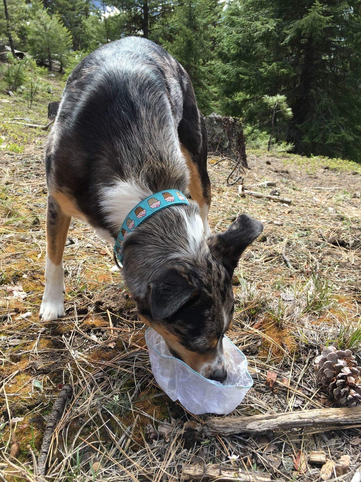UL Hiker/ Jimmy tarps Small Collaspible Clear CUBEN Dog Food/Water bowl
