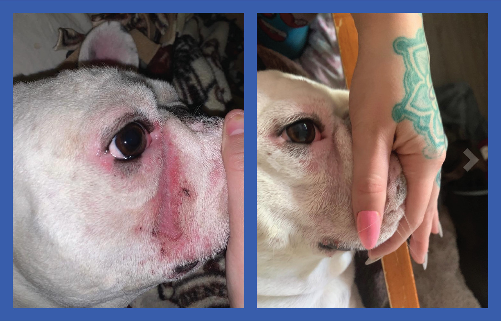 2 Pack of Squishface Wrinkle Paste for Dog Wrinkles, Tear Stains & Tail Pockets