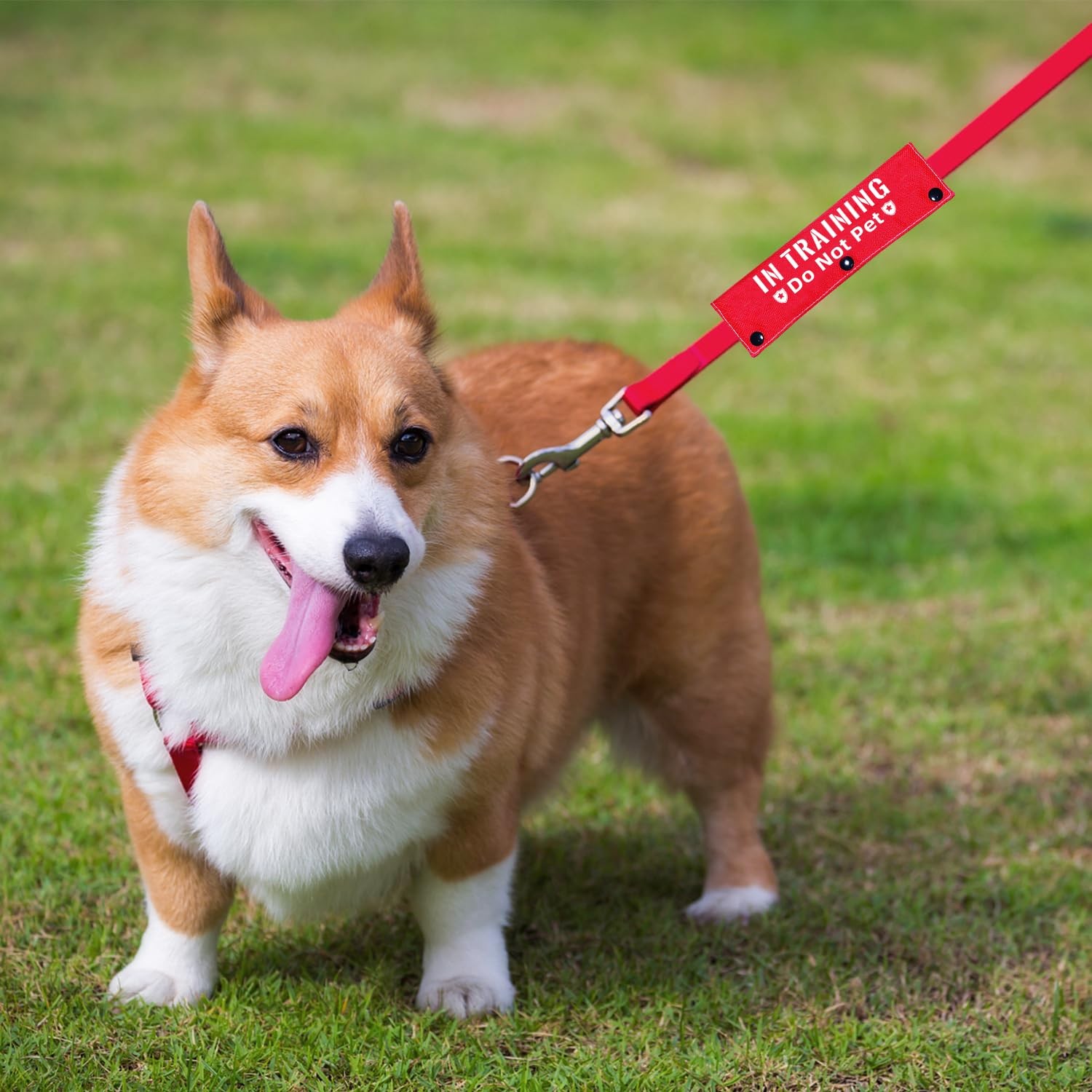 Advivio in Training Do Not Pet Funny Red Dog Leash Sleeve – 8.7 inches,