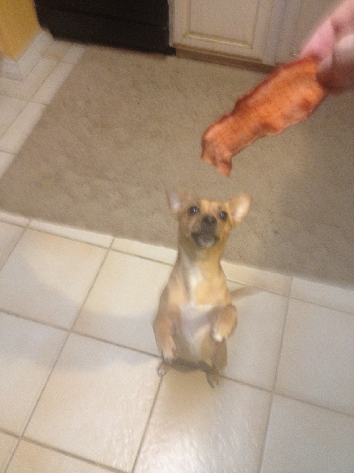 All Natural Sweet Potato Dog Treats – Honey Coated, Made In USA, No Chemicals!!