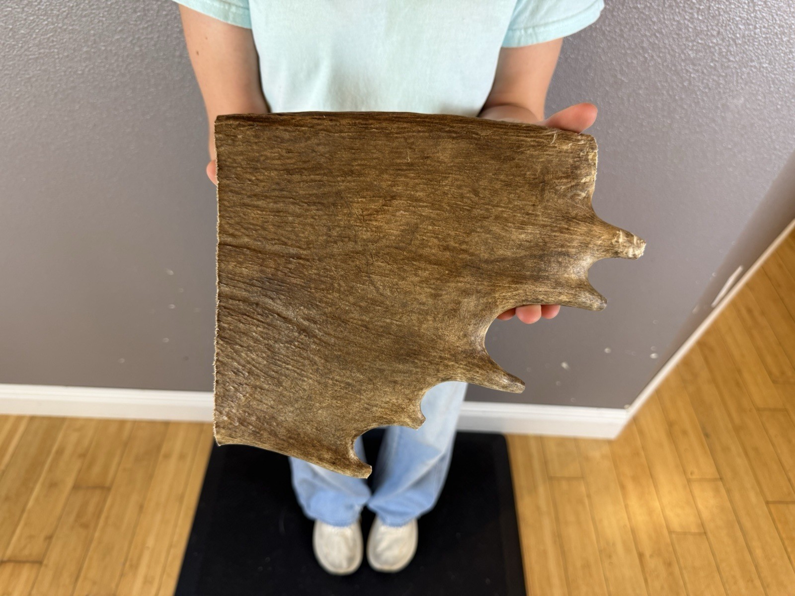 1 Huge JUMBO Whole MOOSE ANTLER Dog Chew SALE SELECT MASSIVE! COLOSSAL BIG 10”