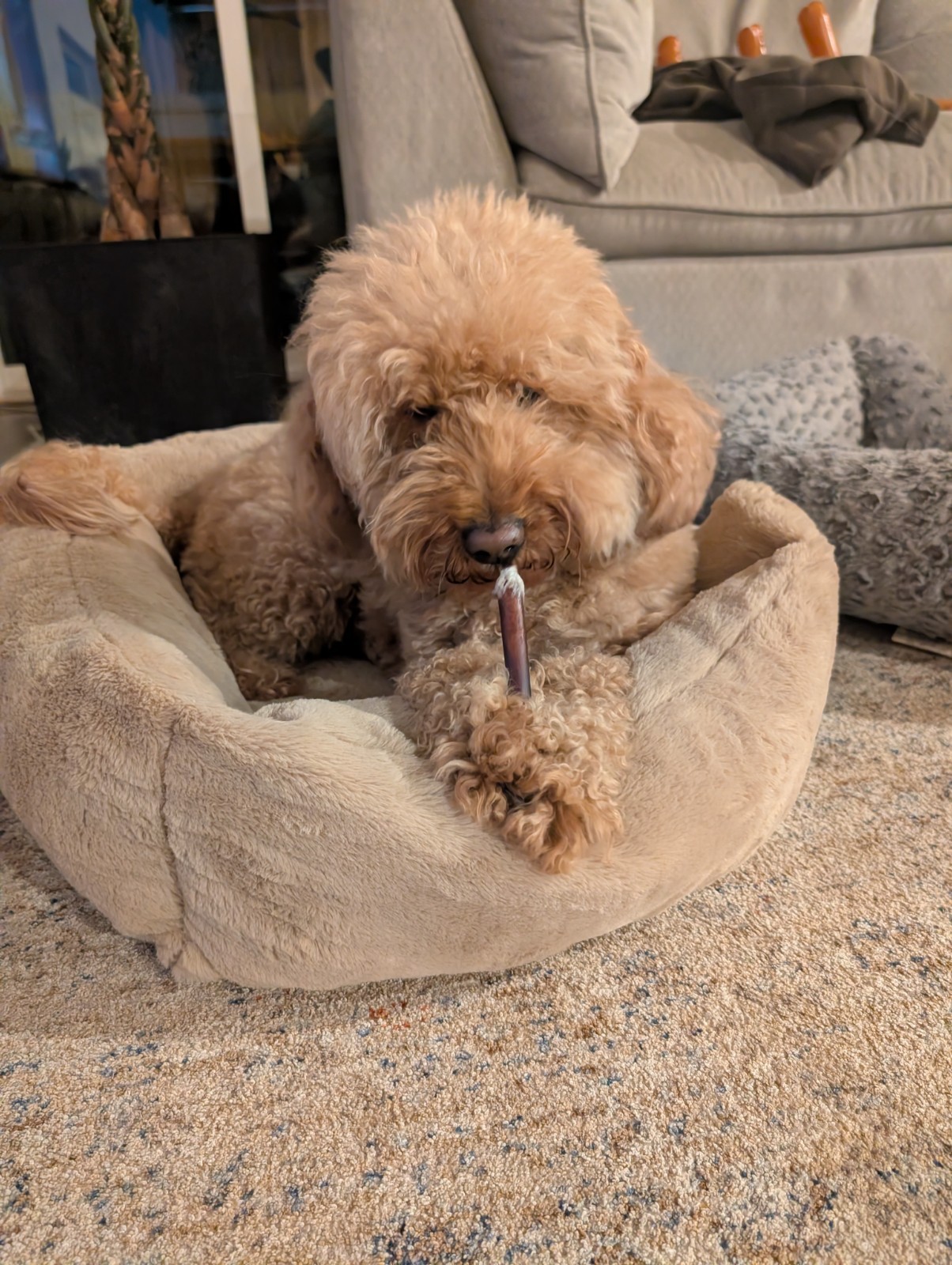 12″ Black Angus JUMBO THICK BULLY STICKS natural dog chews treats Dog Bone