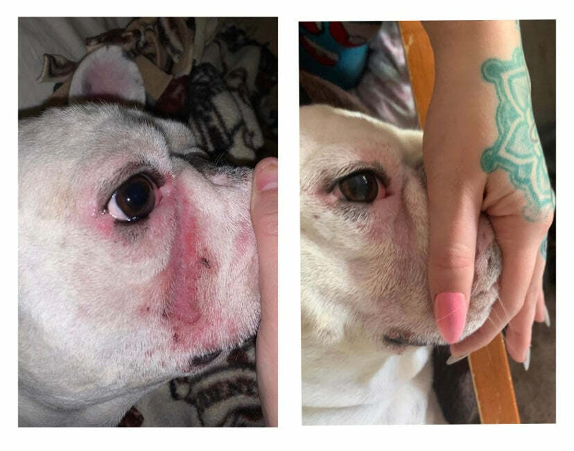 Squishface Wrinkle Wipes + Wrinkle Paste Bundle – Cleans & Protects Dog Wrinkles