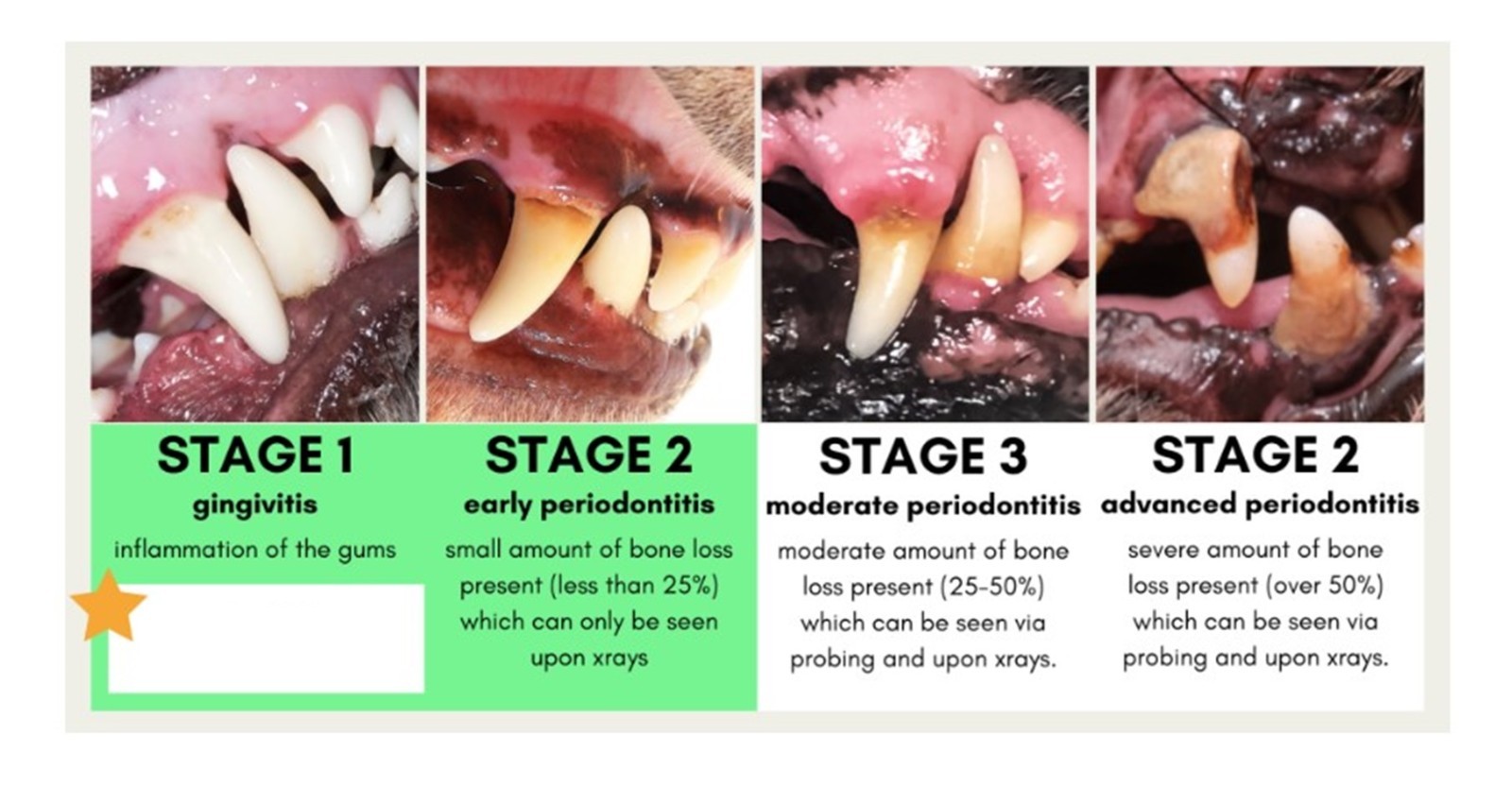 GINGIVITIS, CARIES, PLACAS, CALCULOS DENTAL EN PERROS Y GATOS