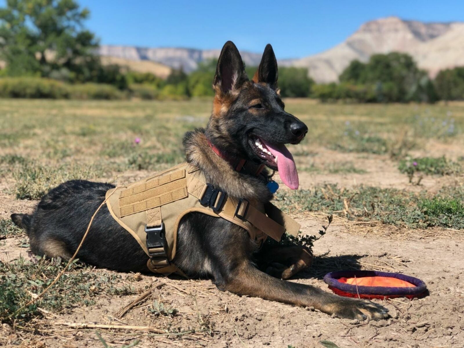 Tactical Dog Vest Harness – Military K9 Dog Training Vest – US Working Dog
