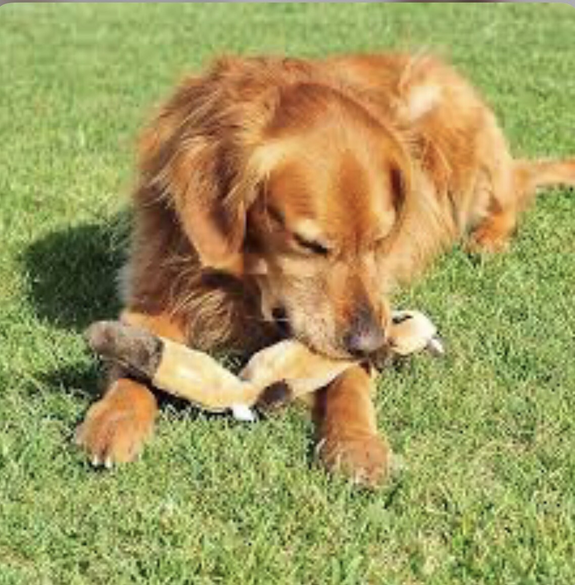 Super Fun Vibrant Life Tough Buddy Dog Toy Chew Level 3 M Durable Moose