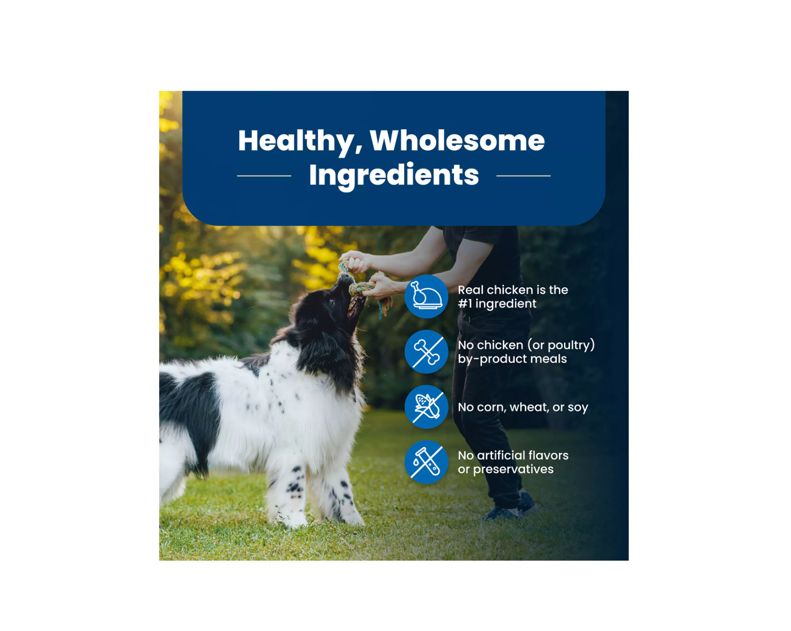 Blue Buffalo Life Protection Formula Adult Dog Food Chicken & Brown Rice 30lb