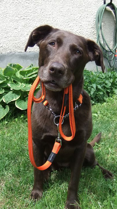 Rogz Dog Obedience Training Collar Reflective S-M-L-XL-XXL