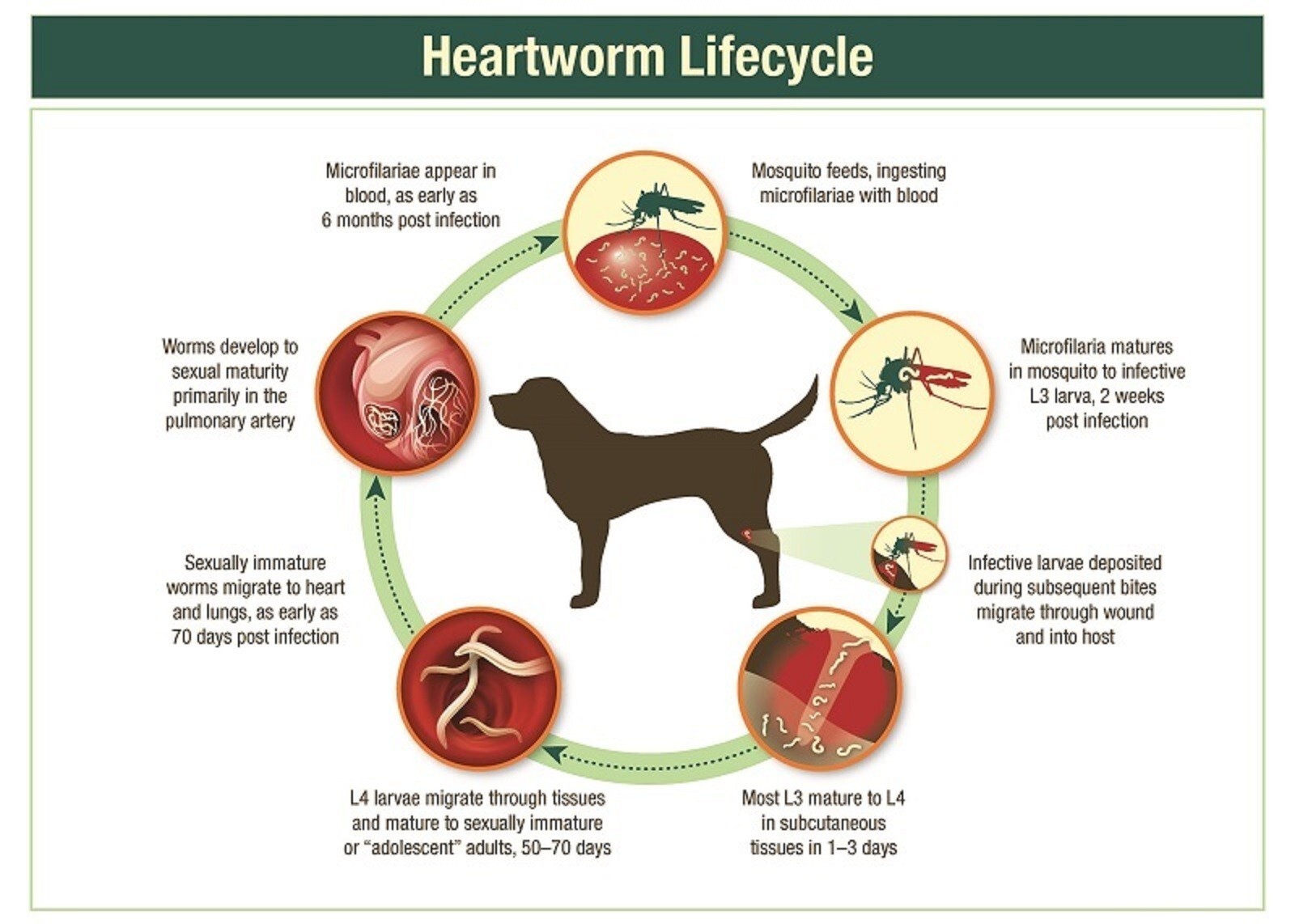 #1 Desparasitante natural ayuda a eliminar parasitos y gusanos intestinales USA